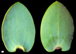 Veronica pareora. Leaf surfaces, adaxial (left) and abaxial (right). Scale = 1 mm.
 Image: W.M. Malcolm © Te Papa CC-BY-NC 3.0 NZ
